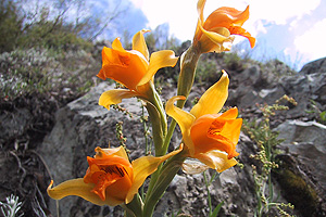 orquidea_chilena