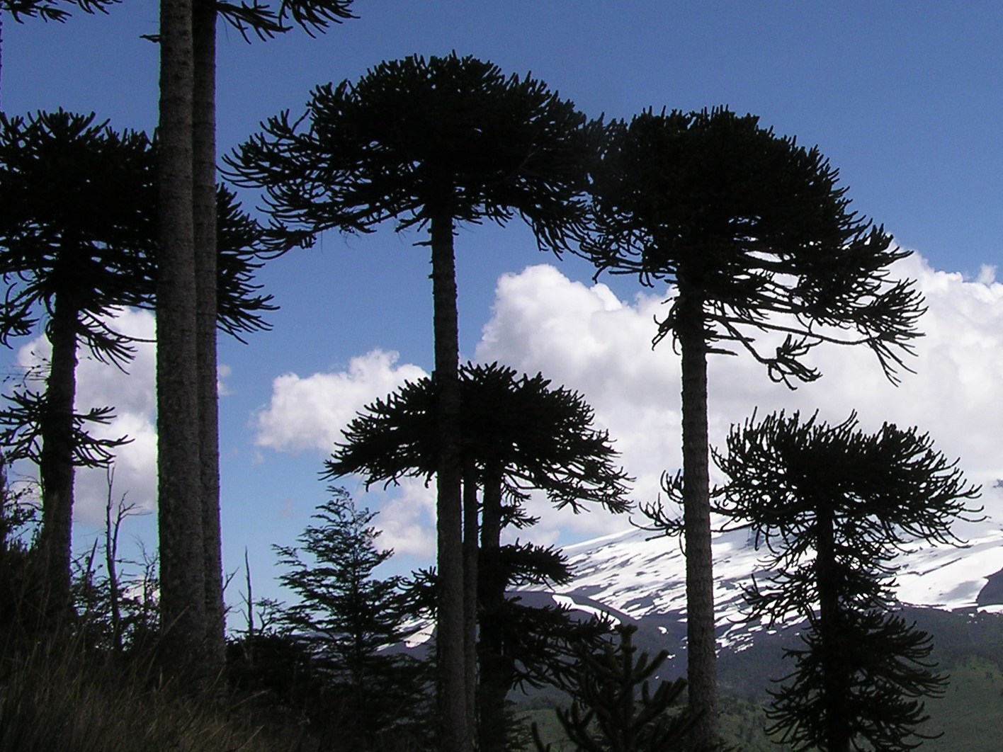 TREKKING EN LA REGION DE LA ARAUCANIA 2 al 6 de Febrero 2019