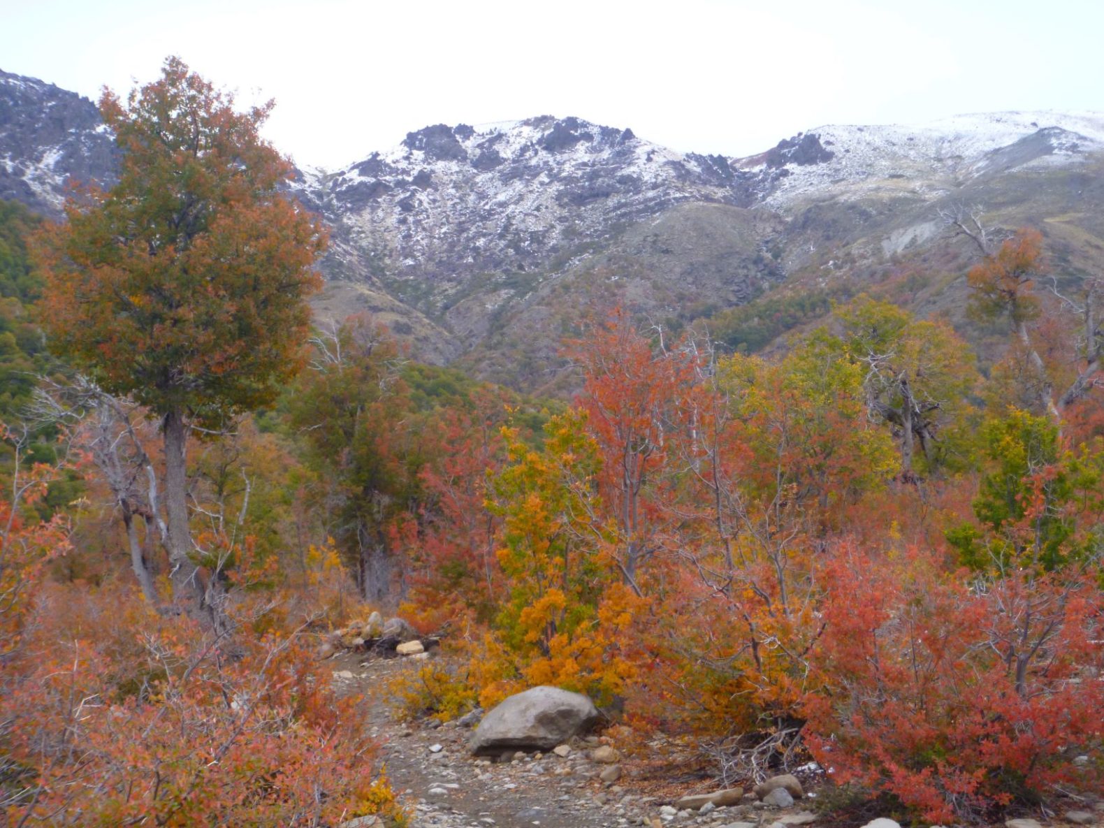 RESERVA NACIONAL ALTOS DEL LIRCAY, MAULE. CERRO PEINE, LAGUNA DEL ALTO, ENLADRILLADO – 15 y 16 de Junio