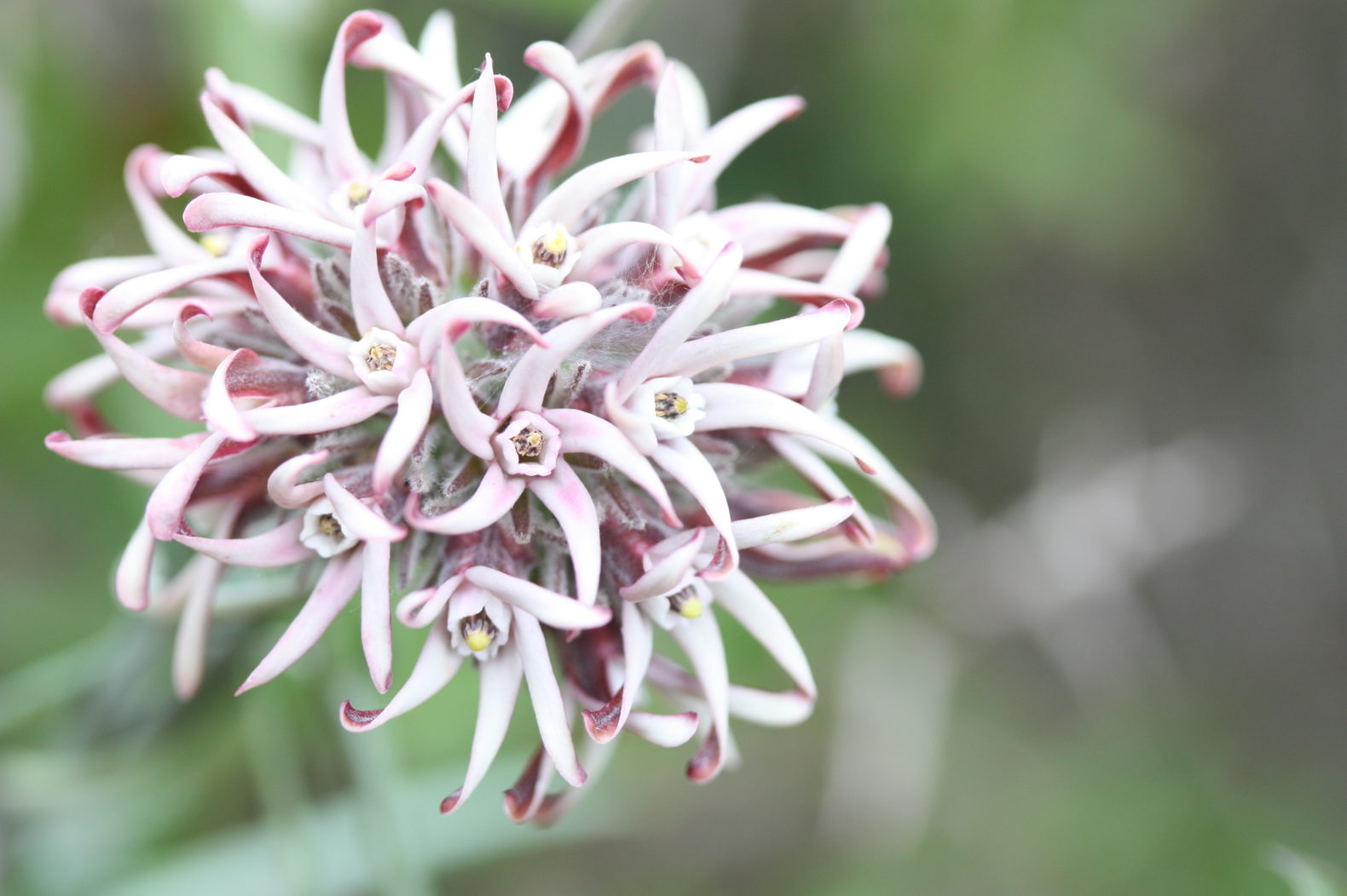 Conociendo la flora de nuestro entorno