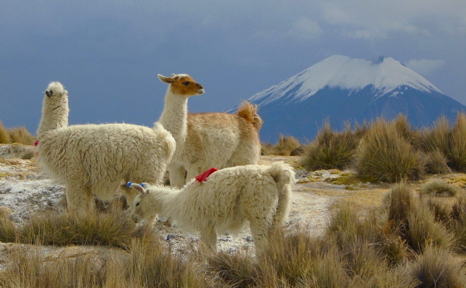 Trekking en el Altiplano Parque Nacional Sajama, Bolivia – 17 al 23 de Septiembre 2023